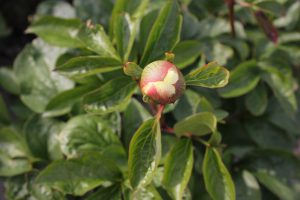 Joyful Annointing_peony