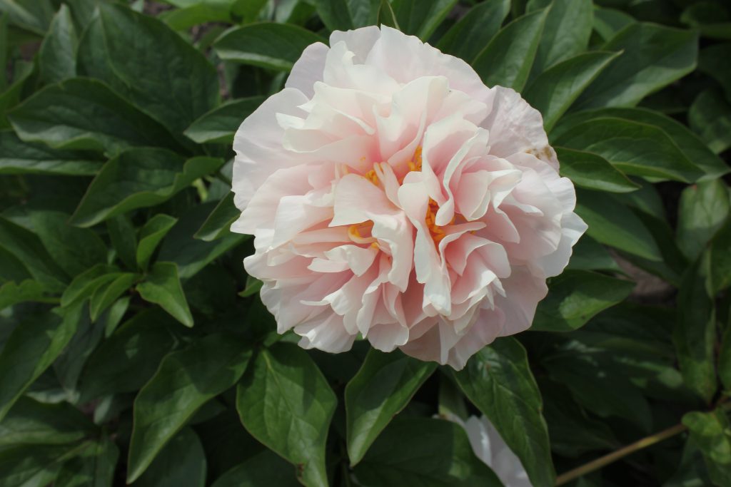 Joyful Beginning