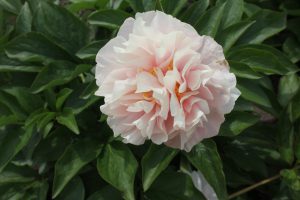 Joyful Beginning