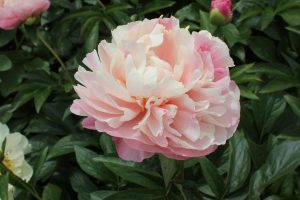 Joyful Blush