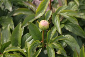 Joyful Blush_peony