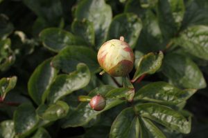 Joyful Clouds_peony