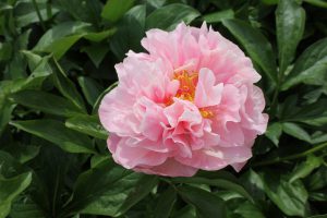 Joyful Compassion