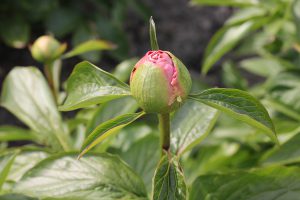 Joyful Compassion_peony