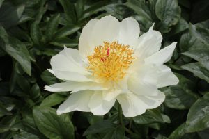 Joyful Desire
