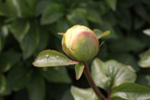Joyful Desire_peony