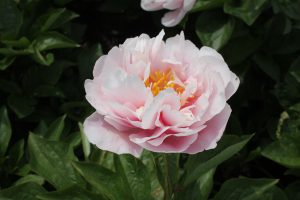 Joyful Hope