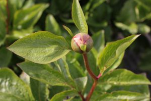Joyful Hope_peony