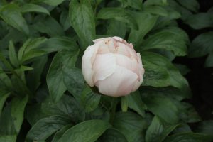 Joyful Hush_peony