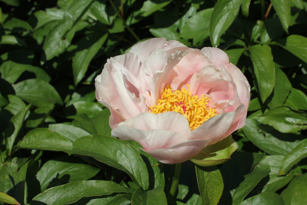 Joyful Hush