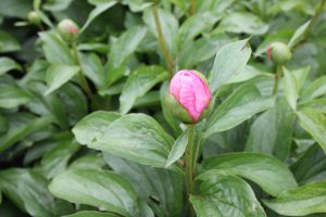 Joyful Love_peony