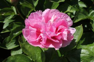 Joyful Nobility