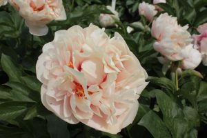 Joyful Romantic