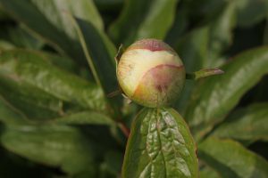 Joyful Romantic_peony
