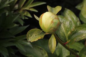 Joyful Salver_peony
