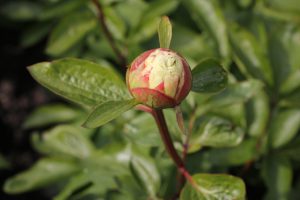 Joyfull Bliss_peony