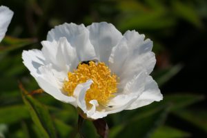 KRINKLED WHITE