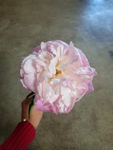 Lavender Pastel