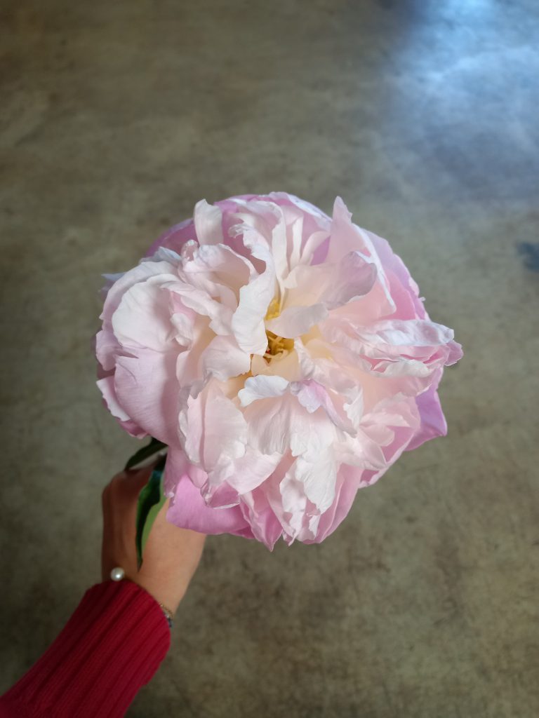 Lavender Pastel