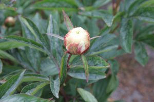 Le Cygne_peony