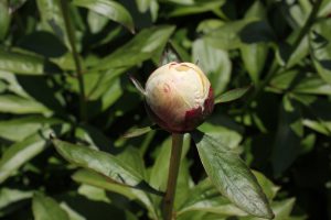 Madame De Verneville _peony