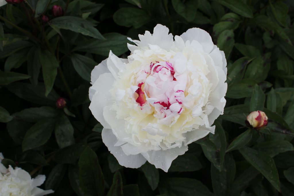 Madame de Verneville