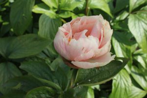 Magistic Romantic_peony