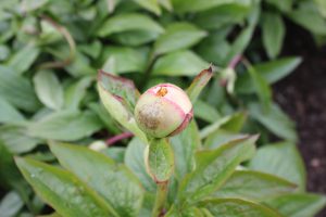 Majestic Romantic_peony_roots