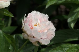 Majesty_s Splendor