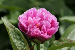 Majesty_s bonnet