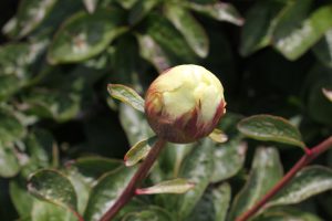Majesty's Cup_peony