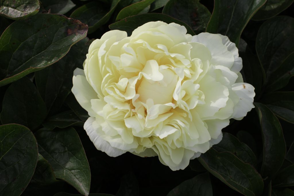 Majesty's Cup