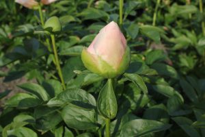 Majesty's Scepter_peony