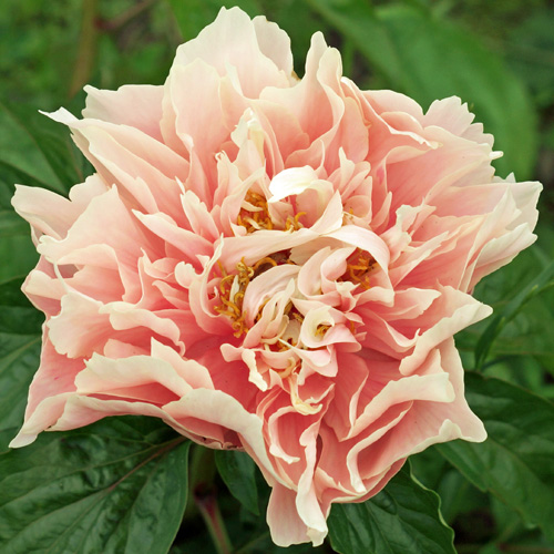 Majesty's Star
