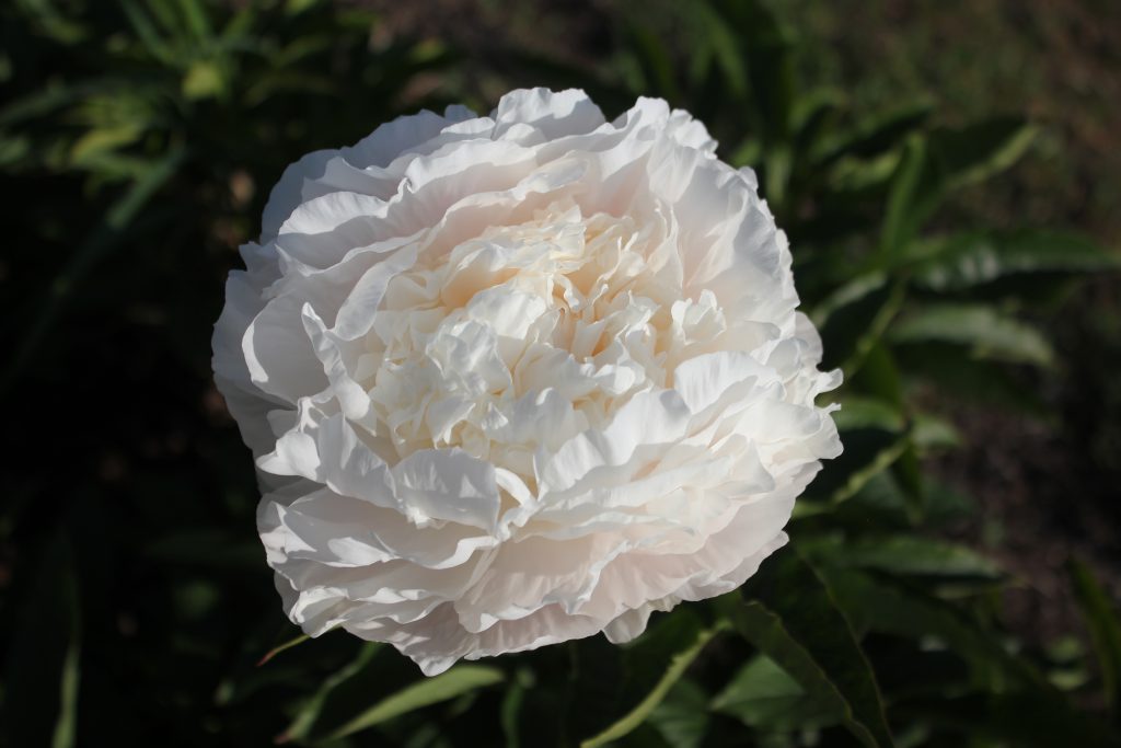 Margaret's Delight