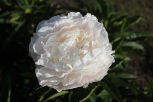 Margaret's Delight