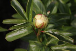 Melissa_peony_roots