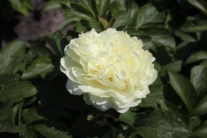 Melissa_peony