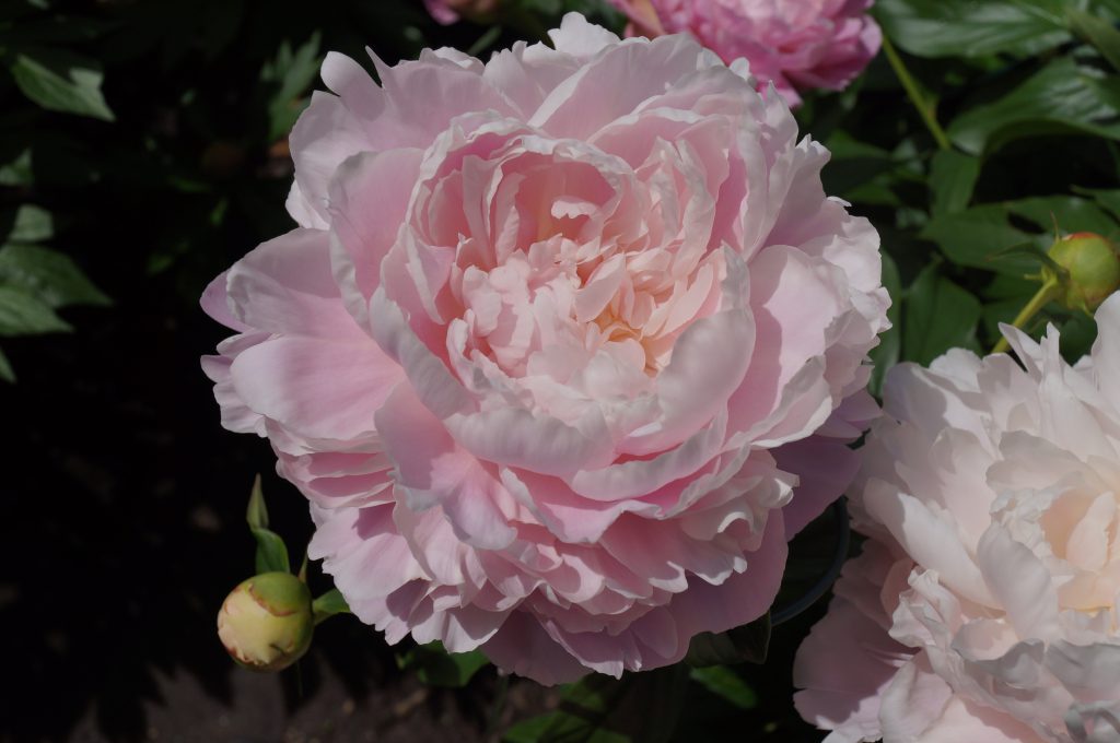 Mrs. Franklin D. Roseveld