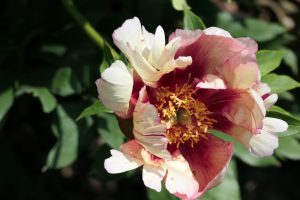Old Rose Dandy_peony