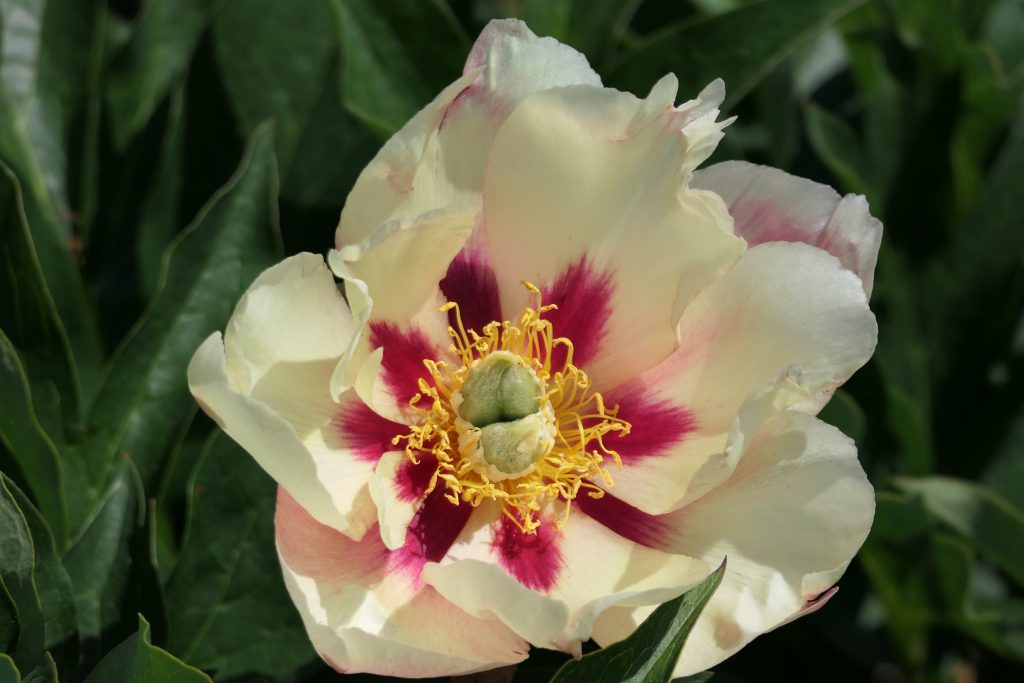 Old Rose Dandy