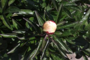 Pearl S. Buck_peony