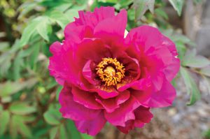 PinkArdour
