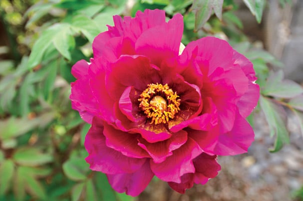PinkArdour