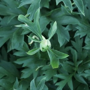 Bully Buck_peony_roots