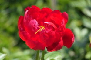RED RED ROSE