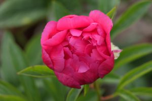 Raspberry Charm _peony