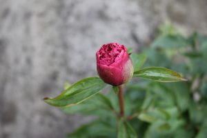 Roger's Pink_peony