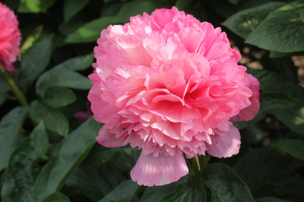 Roger's Pink
