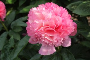 Roger's Pink